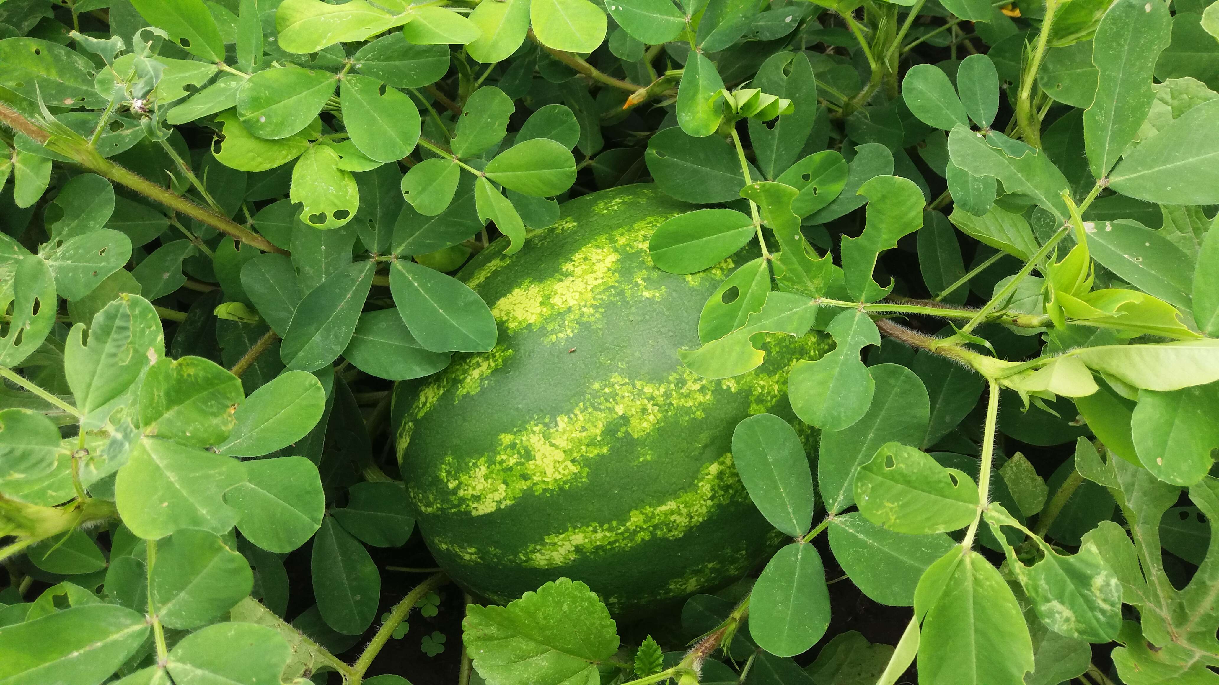 Plancia ëd Arachis hypogaea L.