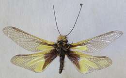 Image of Owly sulphur