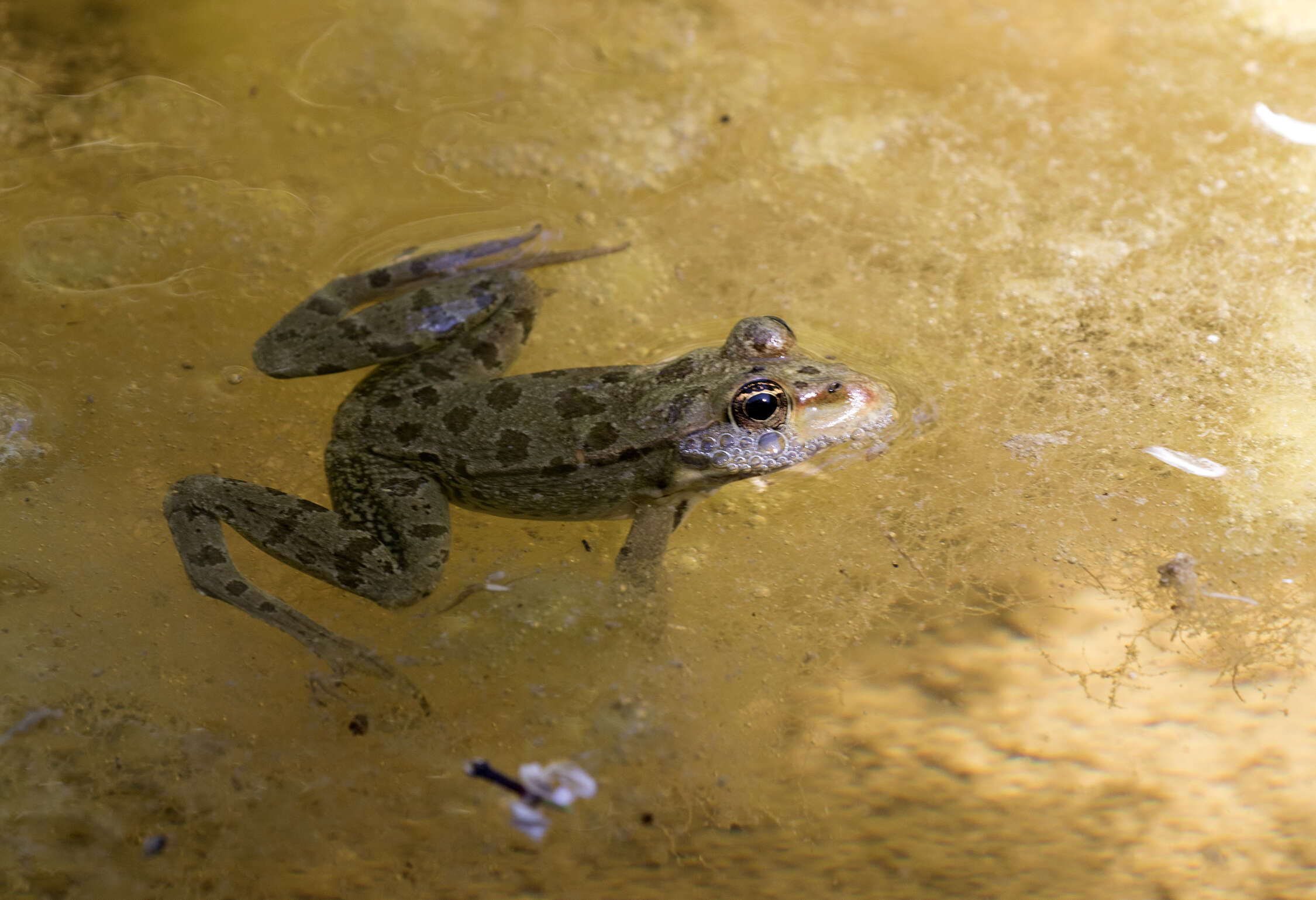 Image de Pelophylax bedriagae (Camerano 1882)