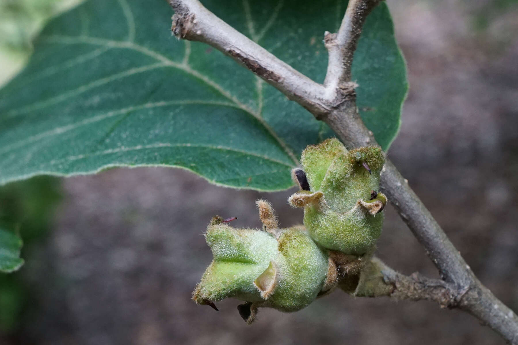 Hamamelis mollis Oliv. resmi