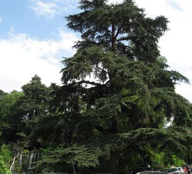 Image of Cedar of Lebanon