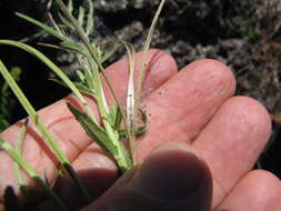 Image of aboriginal willowherb