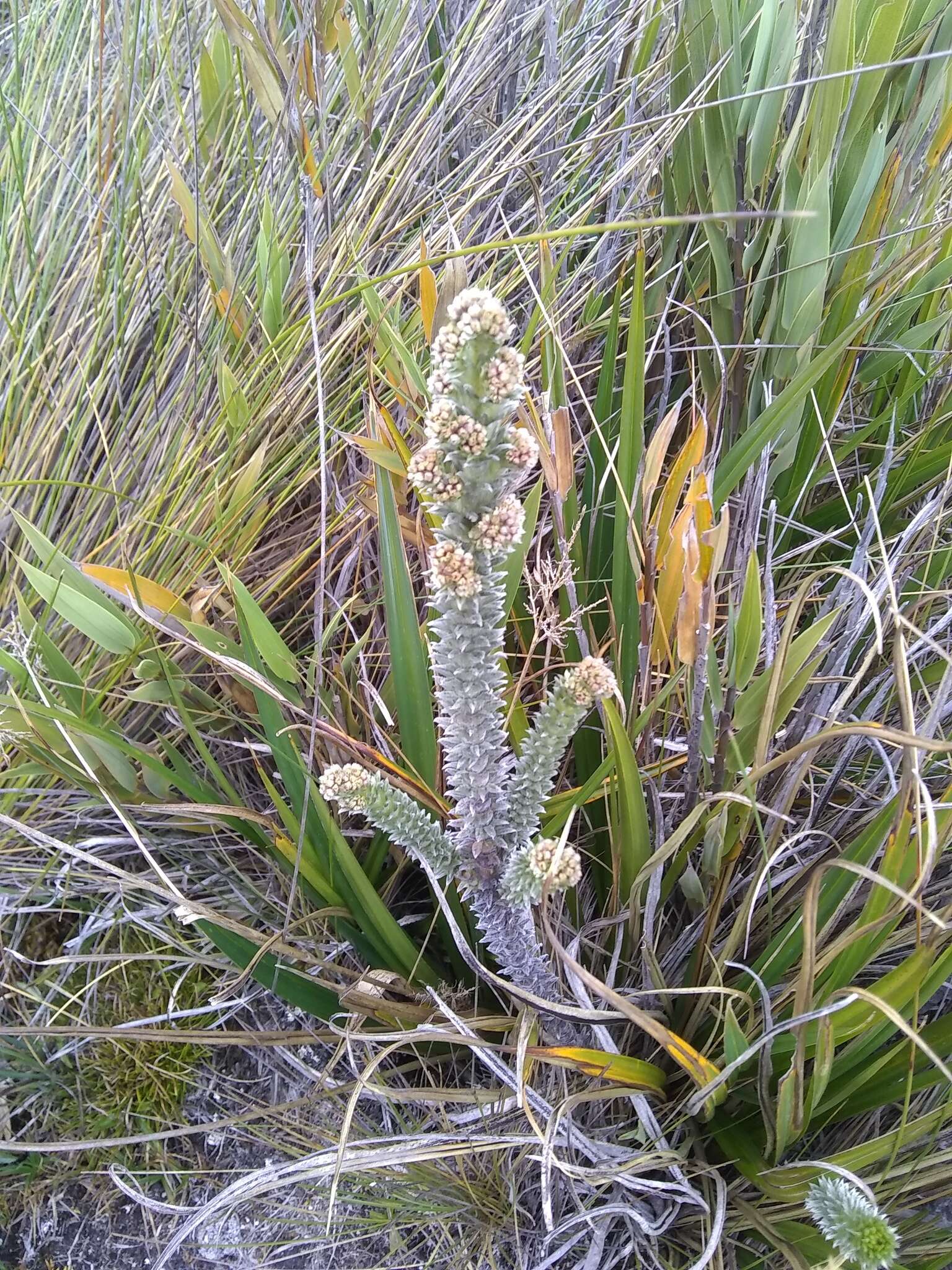 Image of lady's mantle