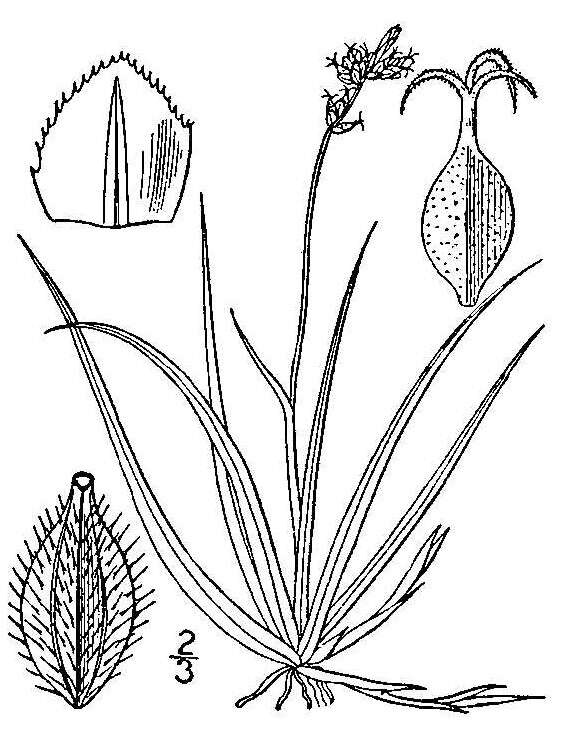 Image of low northern sedge