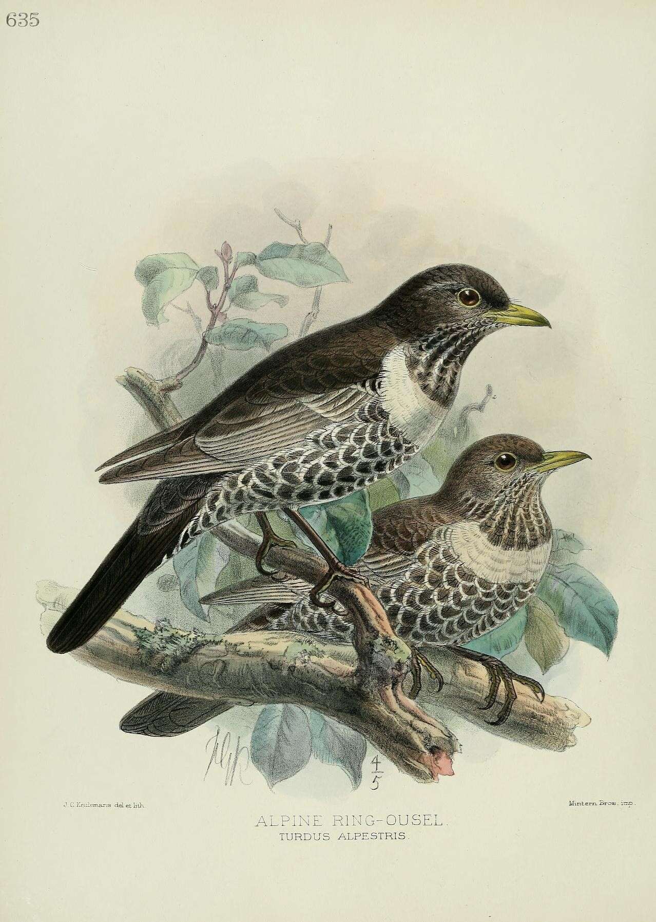 Image of Ring Ouzel