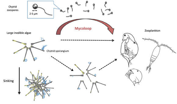 Image of chitridiomycetes