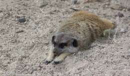 صورة Suricata Desmarest 1804