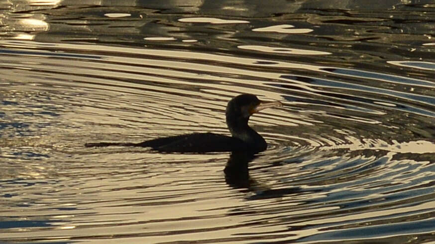 Image of Black Shag