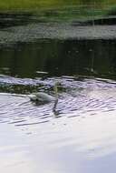 Image of Mute Swan