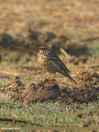 Image of Rosy Pipit