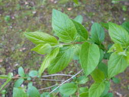 Image of Manchurian honeysuckle