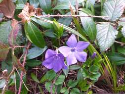 Image of Common Periwinkle