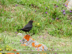 Image of Tibetan Blackbird