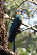 Image of Blue-and-yellow Macaw