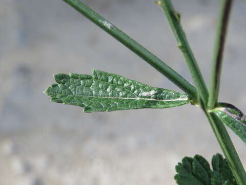 Image of herb of the cross