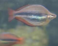 Image of Banded rainbowfish