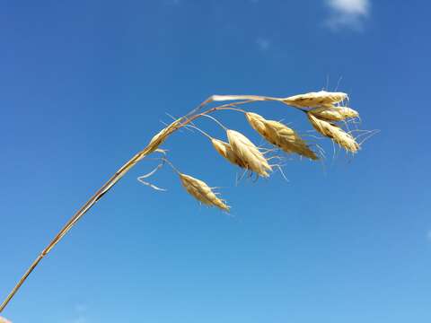 Imagem de Bromus squarrosus L.