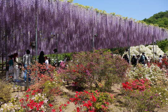 Plancia ëd Wisteria floribunda (Willd.) DC.