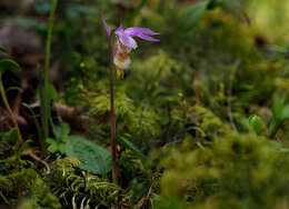 Image of calypso orchid