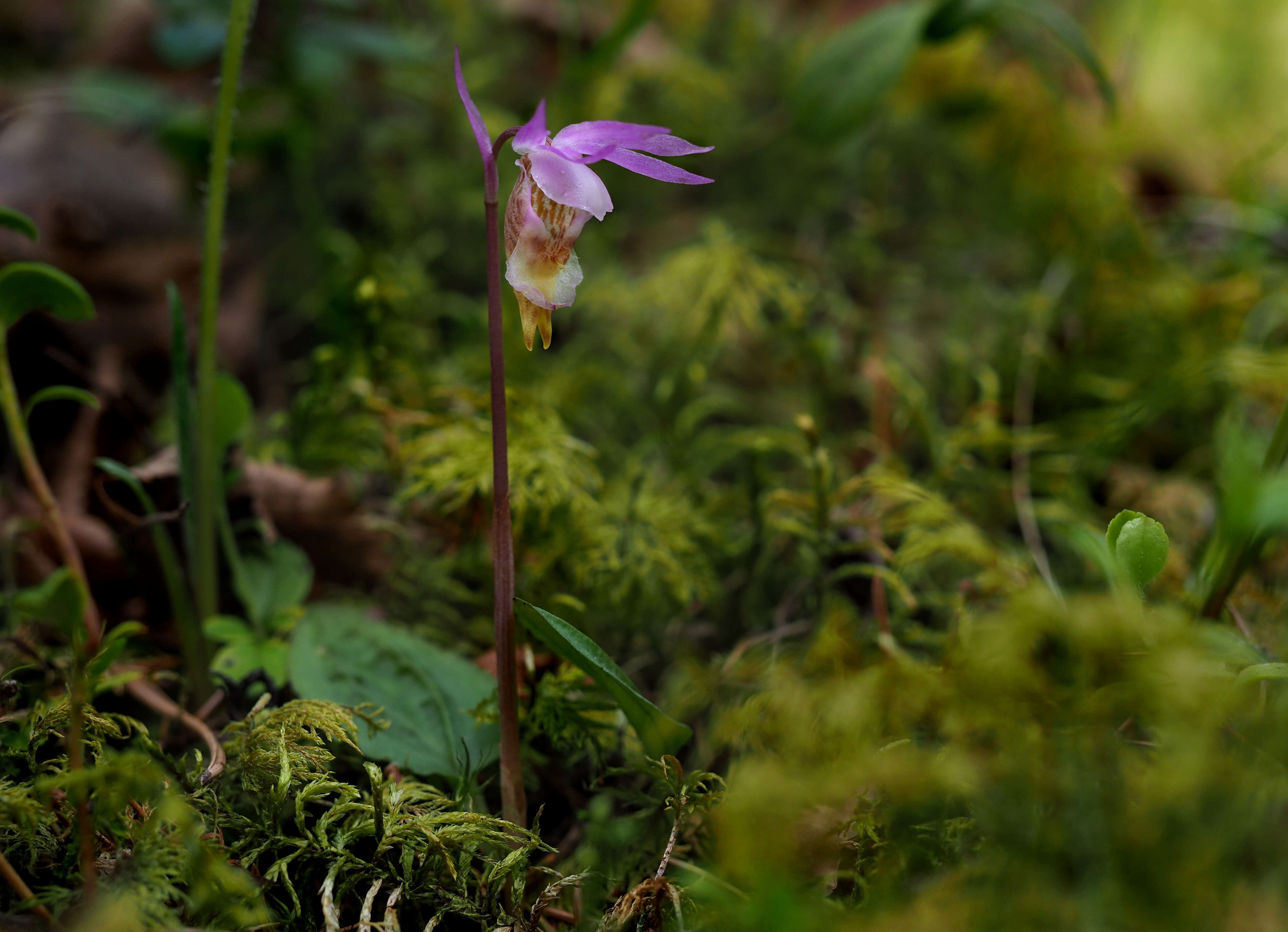 Image of calypso orchid