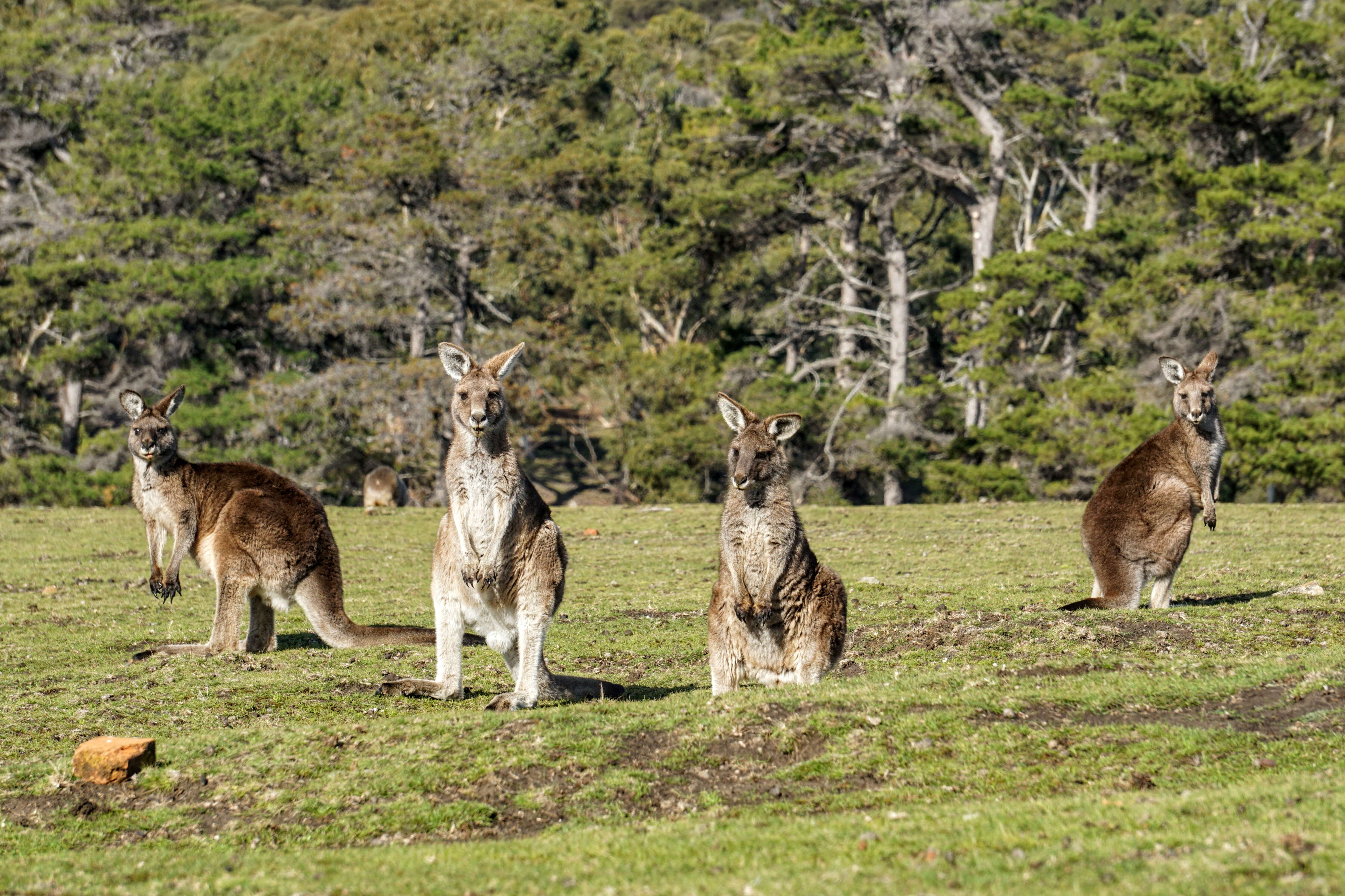 Image of kangaroo