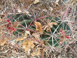 Image of Ferocactus latispinus (Haw.) Britton & Rose