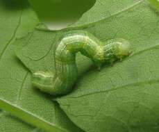 Image of Fall Cankerworm