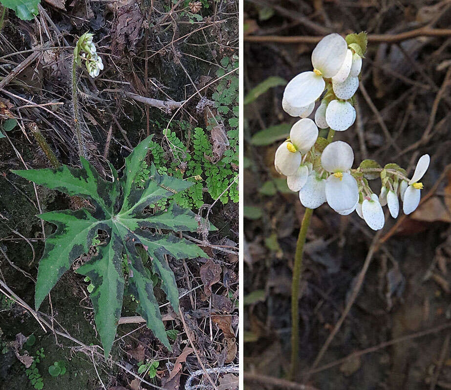 Слика од Begonia heracleifolia Schltdl. & Cham.