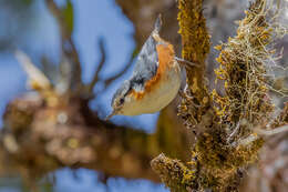 Image of White-browed Nuthatch