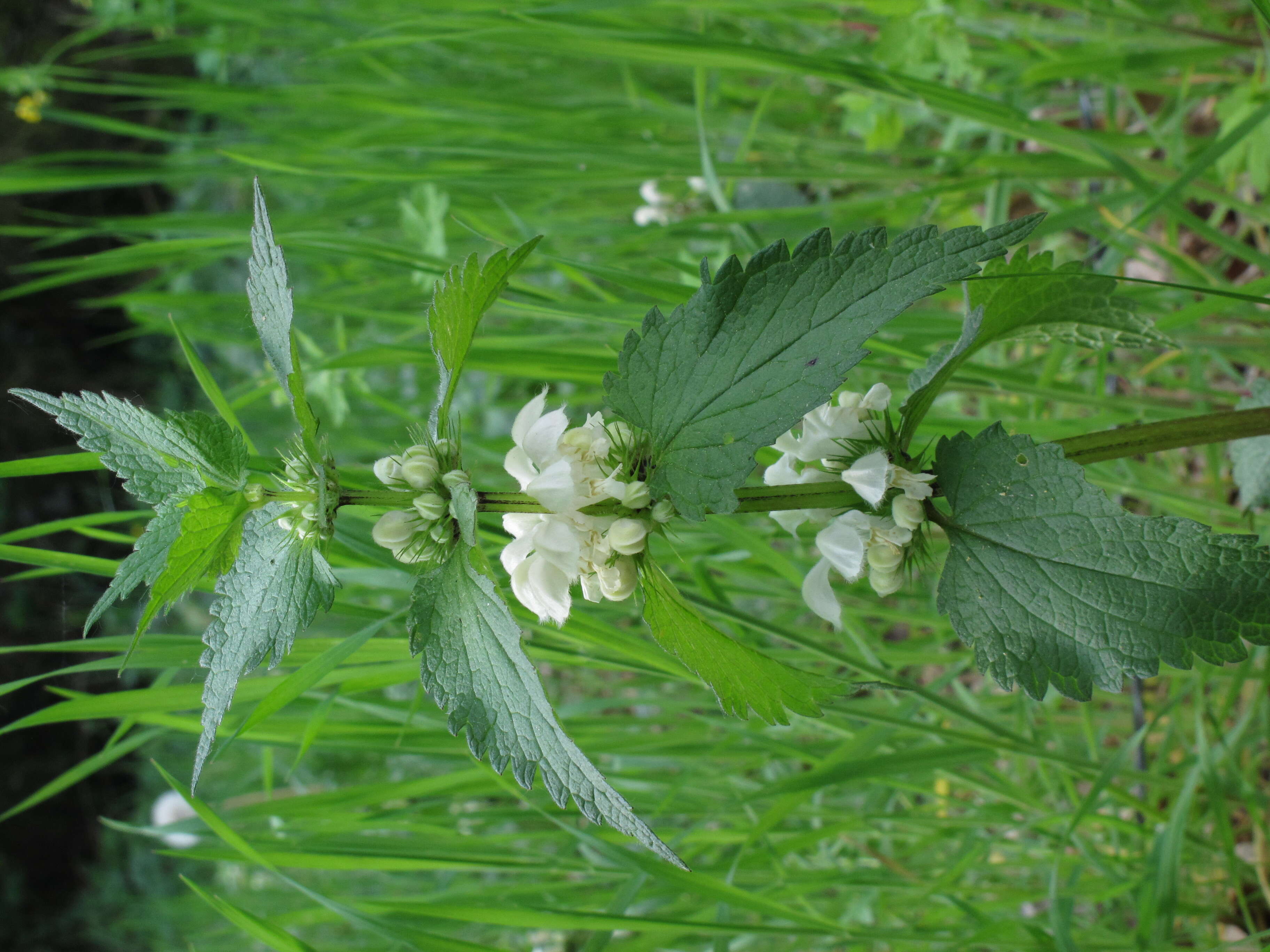 Image of white deadnettle