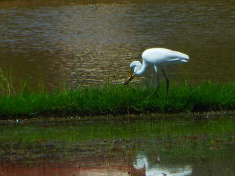 Image of Eastern great egret