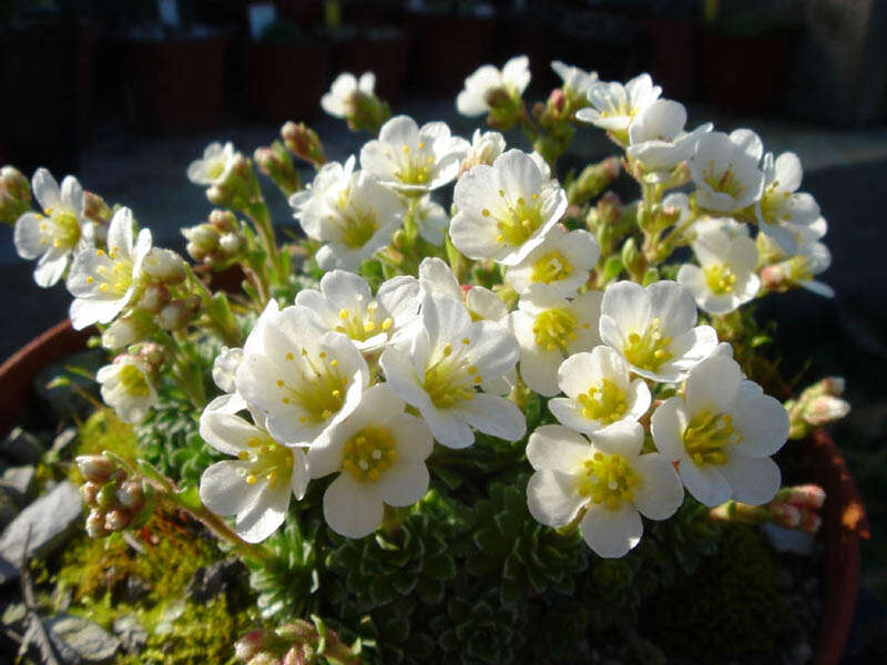 Sivun Saxifraga marginata Sternb. kuva