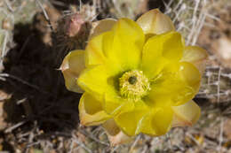 Image of Panhandle Prickly-pear