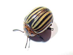 Image of Colorado potato beetle