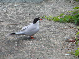 Image of Common Tern