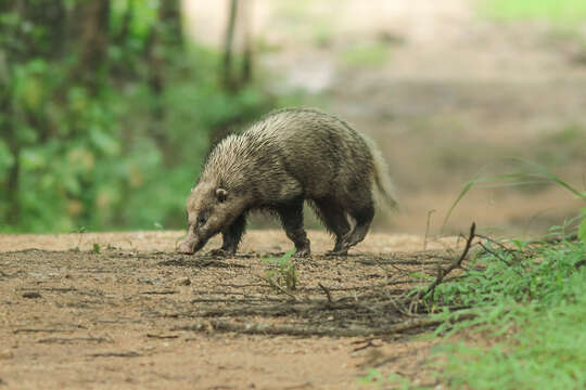 Image of Hog Badgers