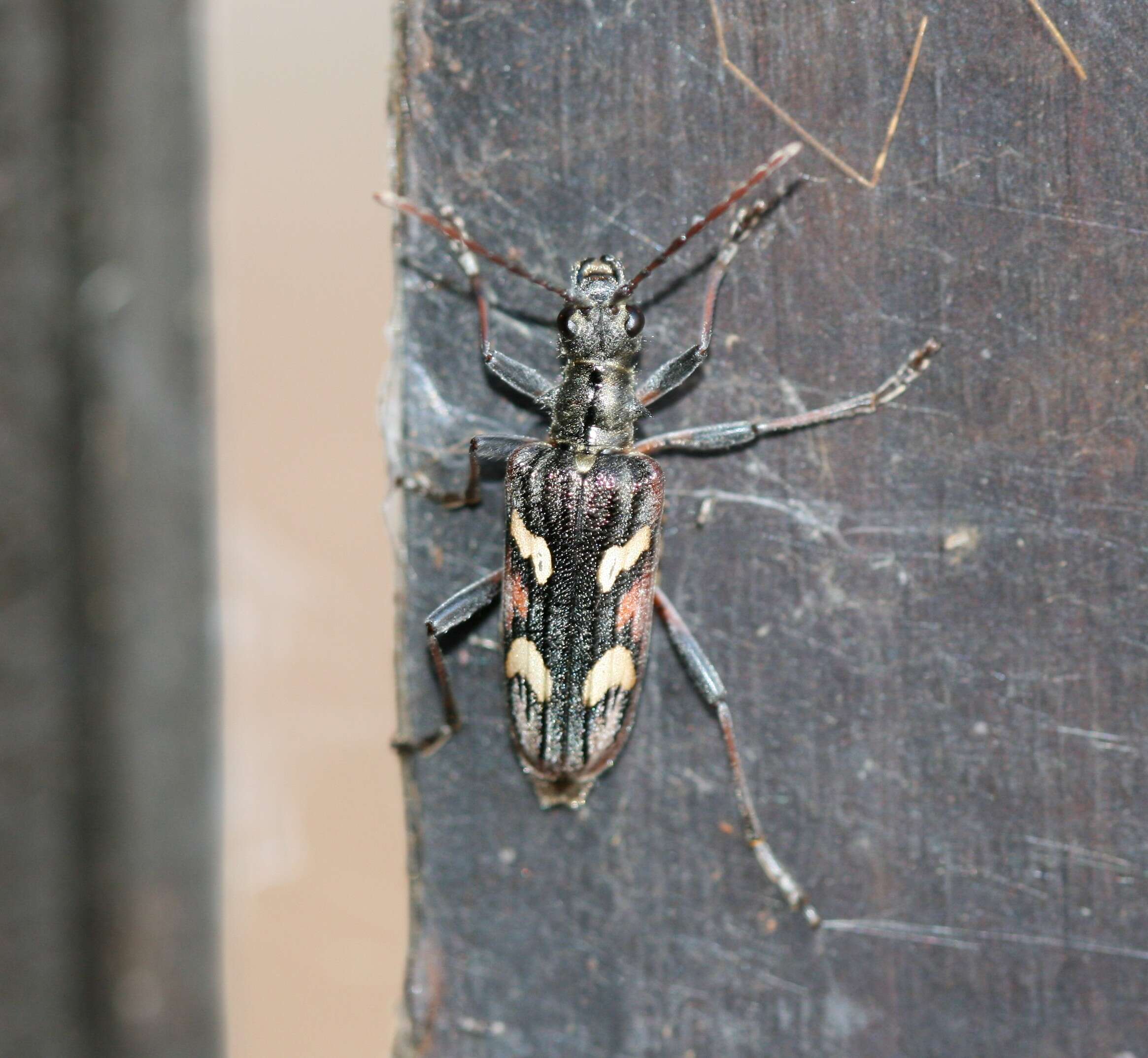 Image of Two-banded longhorn beetle