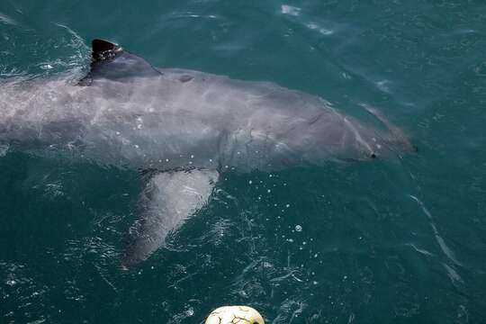 Image of Carcharodon