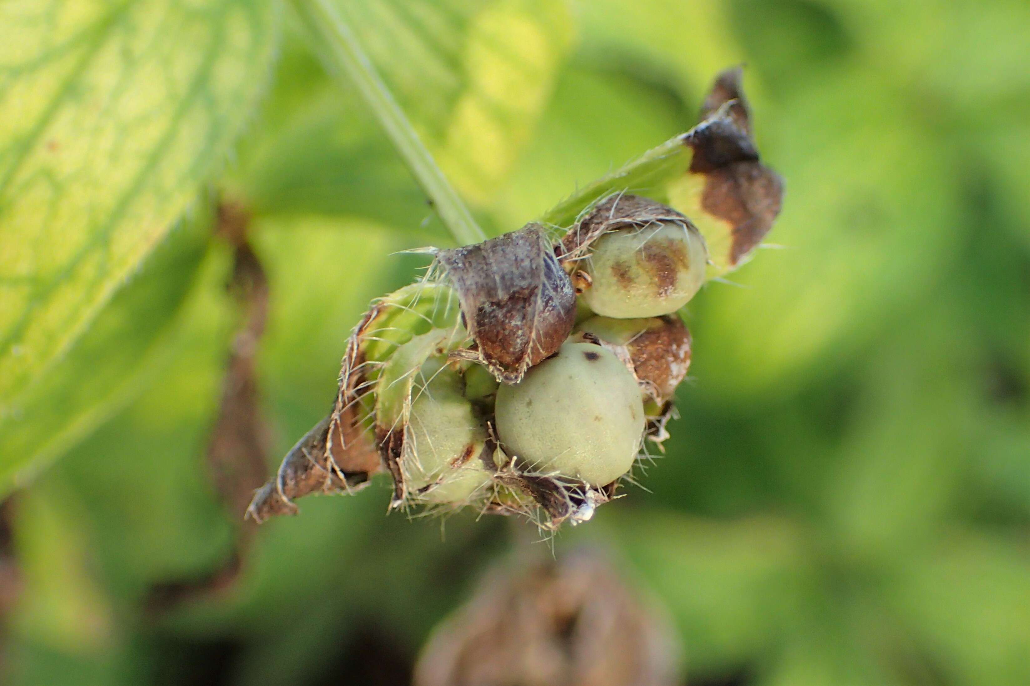 صورة Asperula taurina L.