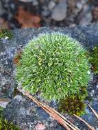 Image of pulvinate dry rock moss