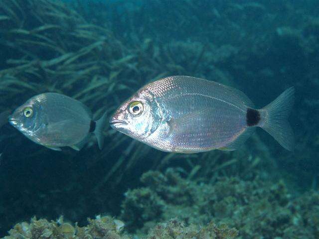 Image of Annular Seabream