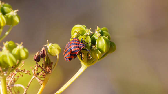 Image of <i>Graphosoma italicum</i>