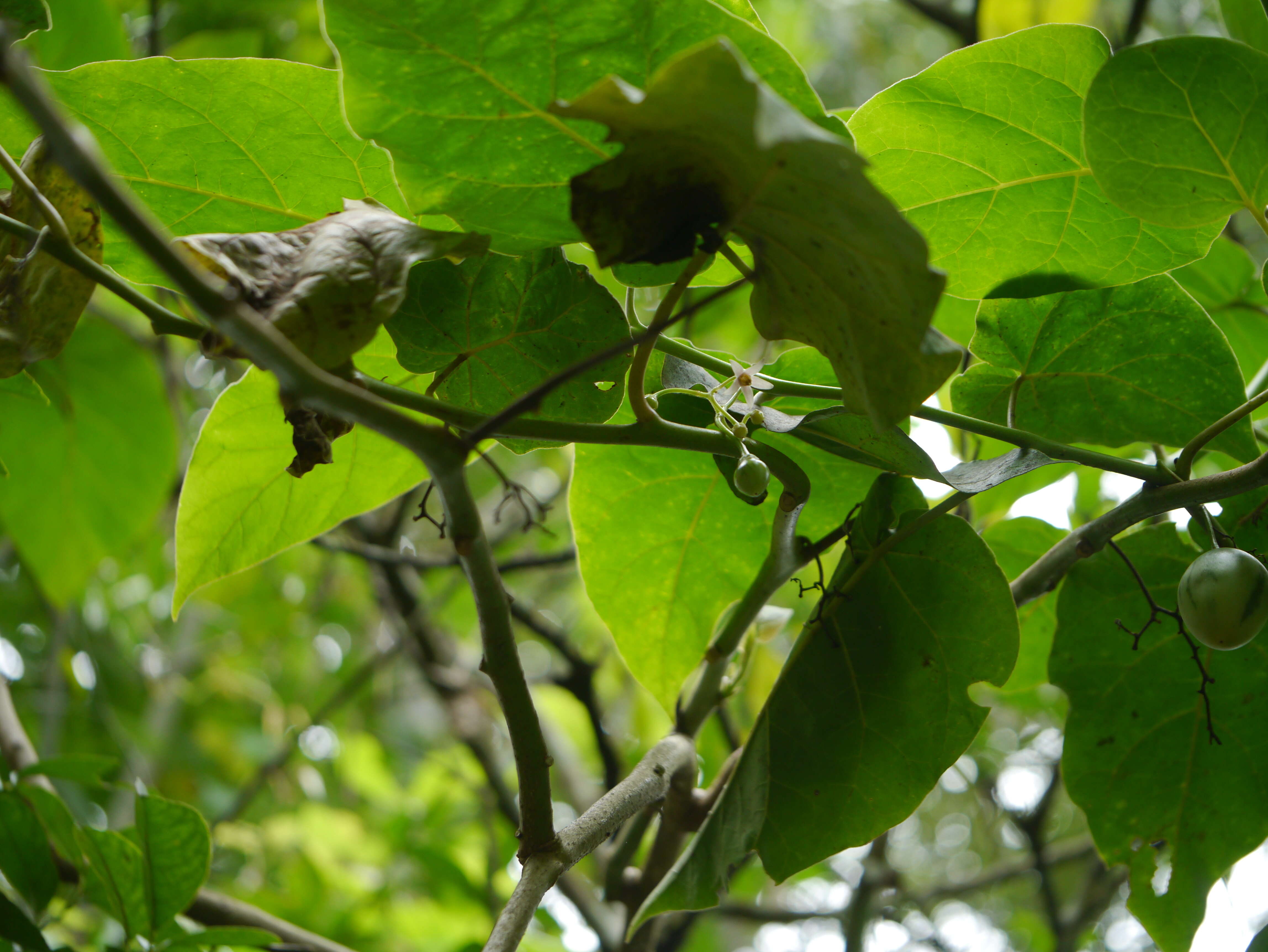 Image of Tamarillo