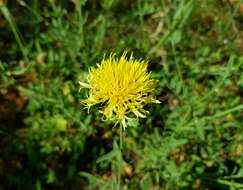 Image of Centaurea collina L.