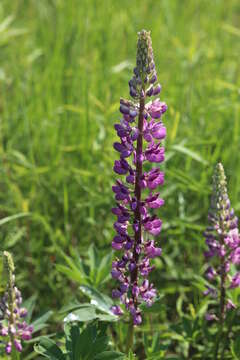 Image of big-leaved lupine