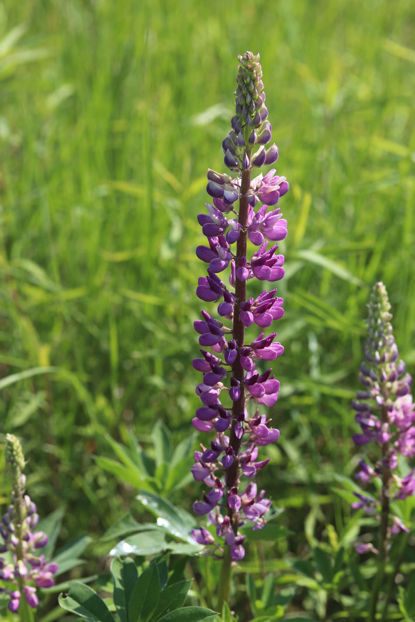 Plancia ëd Lupinus polyphyllus Lindl.