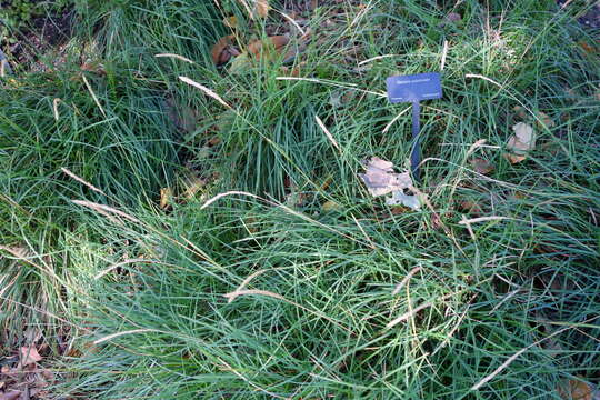 Image of autumn moor grass