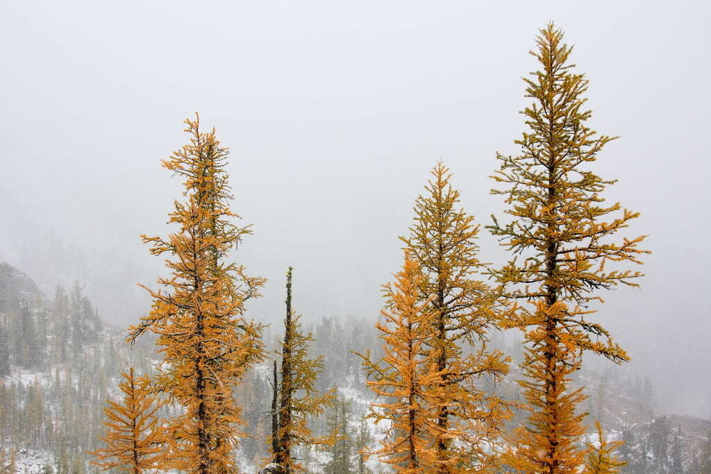 Image of Alpine Larch