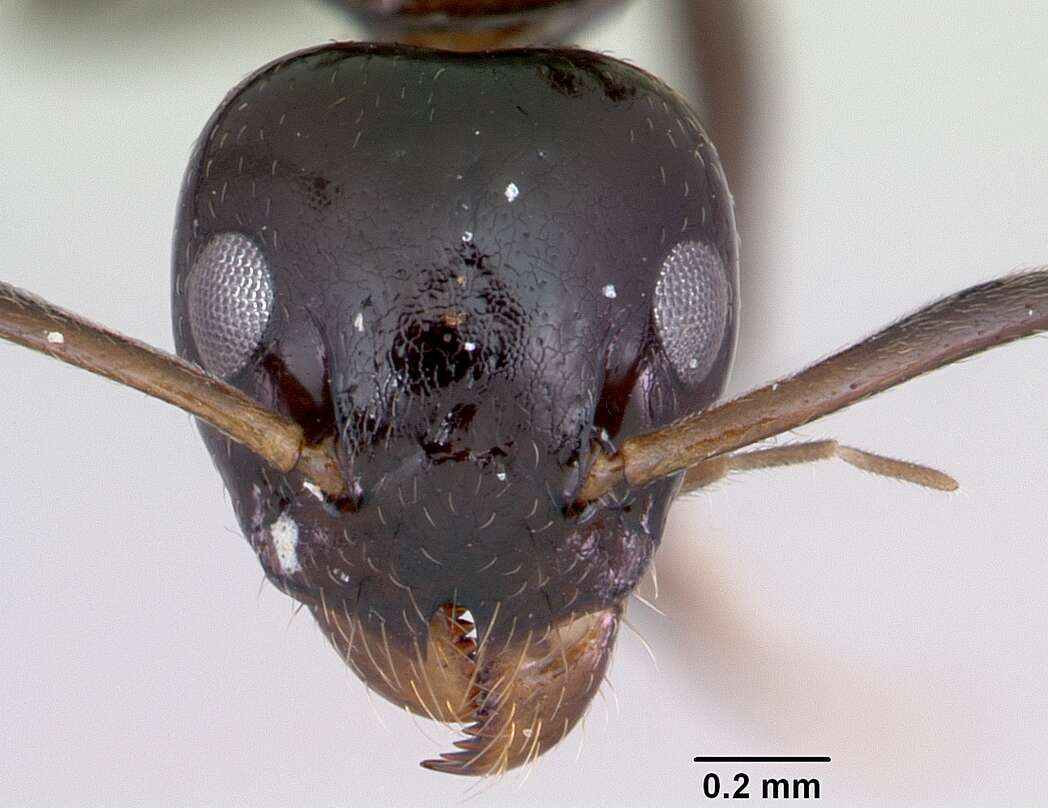 Image of Axinidris gabonica