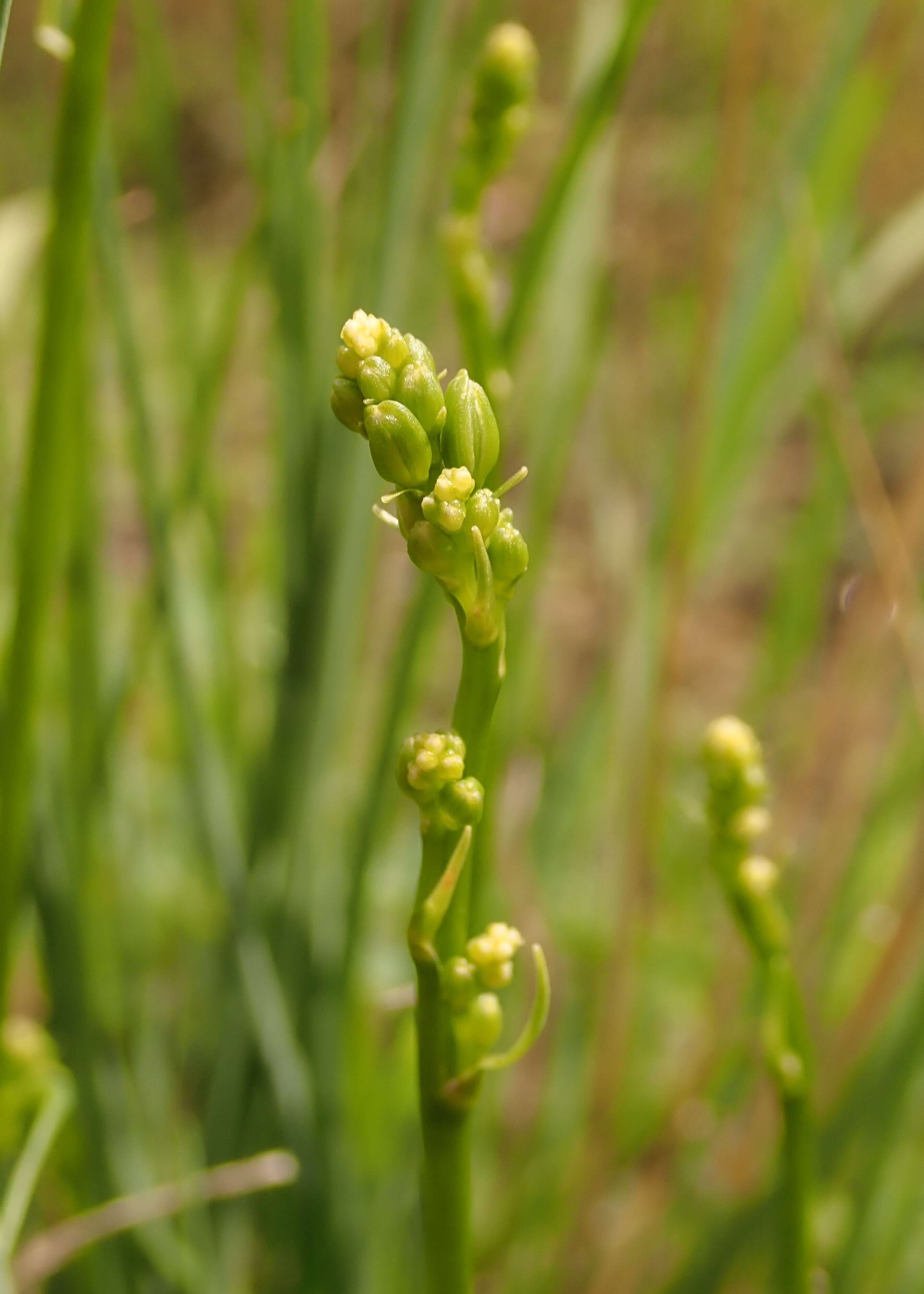 Image of Branched St Bernard's lily